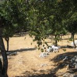 Tramuntana otok Cres Pomalo Croatia