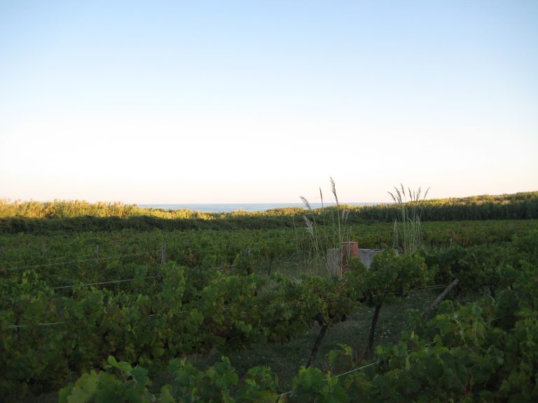 Vinograd otok Susak Pomalo